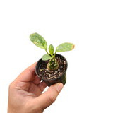 Dorstenia foetida variegata