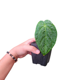 Anthurium hoffmanii hybrid x dark phoenix