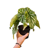 Begonia maculata (Japan hybrid)