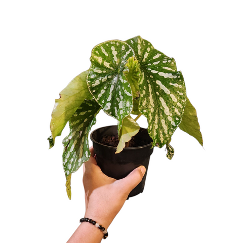 Begonia maculata (Japan hybrid)