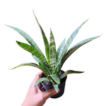 Sansevieria ice blizzard