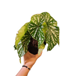 Begonia maculata (Japan hybrid)