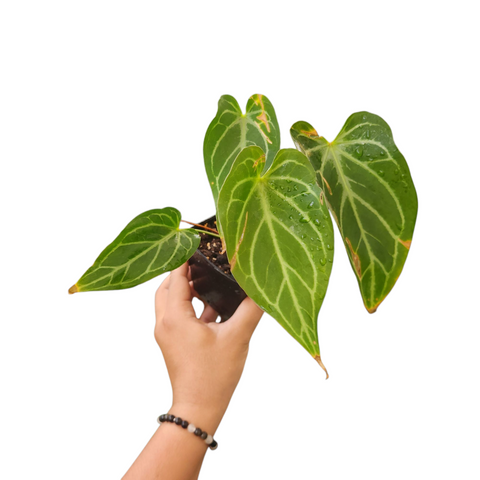 Anthurium crystallinum x hoffmanii x papi
