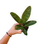 Anthurium superbum (dark form)