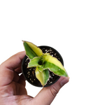 Sansevieria blue leaf