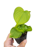 Philodendron fibraecataphyllum
