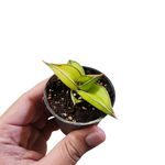 Sansevieria robusta variegata