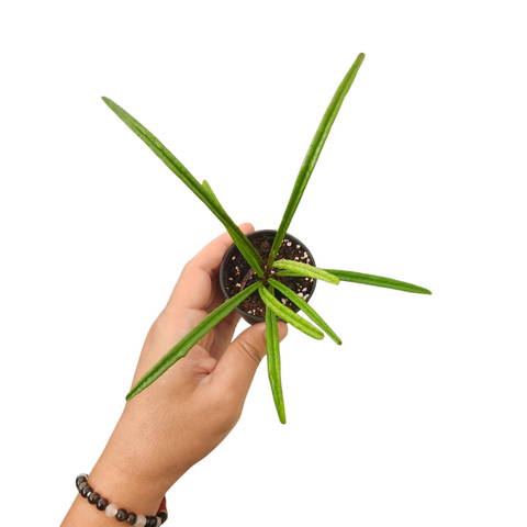Hoya acicularis