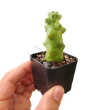 Myrtillocactus geometrizans cv. Fukurokuryuzinboku (Boobie cactus)