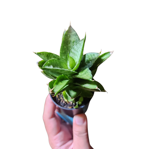 Sansevieria pagoda hybrid