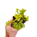 Asplenium sp