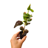 Croton apple mini