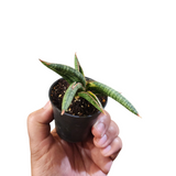 Sansevieria lavranos 1970 variegata