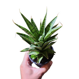 Sansevieria ice rose
