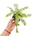 Phyllanthus pulcher variegata