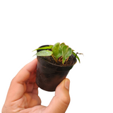 Philodendron billietiae dwarf