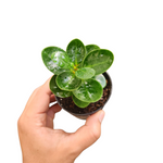 Ficus microcarpa 'green island'