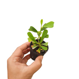 Hoya manipurensis