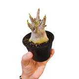 Adenium arabicum 'black'