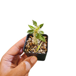 Euphorbia tulereansis
