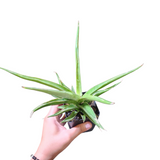 Sansevieria silver syreni