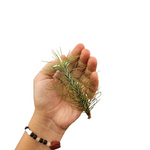 Funckiana recurrifolia