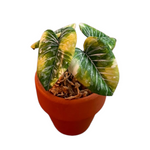 Philodendron gloriosum tricolor (Clay Plant)