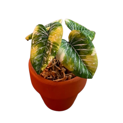 Philodendron gloriosum tricolor