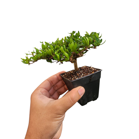 Bucida dwarf (Littlebotany special)