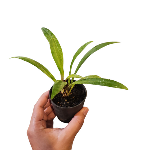 Anthurium bakeri