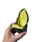 Sansevieria golden wendy