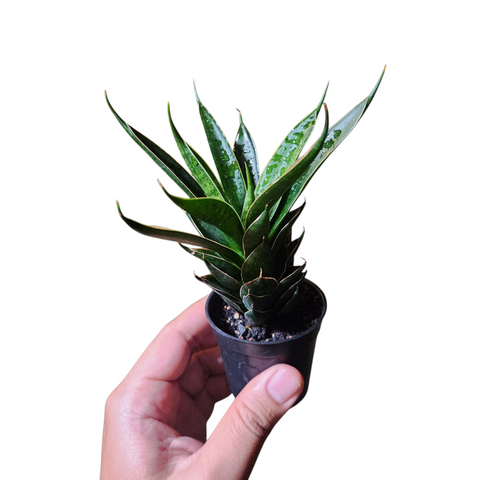 Sansevieria black ant