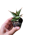 Sansevieria pinguicula (walking Sansevieria)
