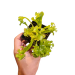 Asplenium sp
