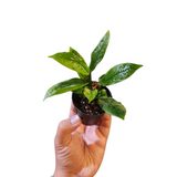 Anthurium andraeanum dwarf