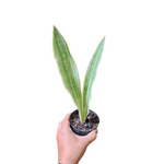 Sansevieria silver siam