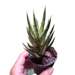 Sansevieria francisii albo