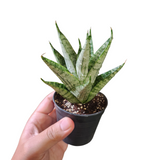 Sansevieria nakhon luang