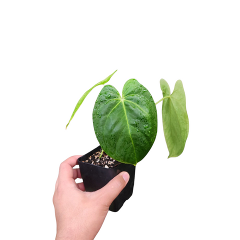 Anthurium hoffmanii hybrid x dark phoenix