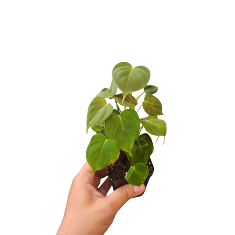 Philodendron lupinum