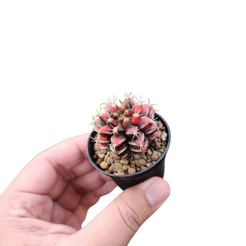 Gymnocalycium sergeant sam