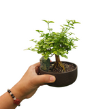 Rustic charcoal planter