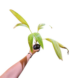 Adonidia merillii variegata