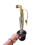 Quesnelia marmorata 'Tim Plowman'