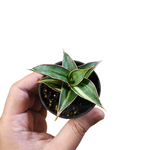 Sansevieria lavranos 23251 variegata