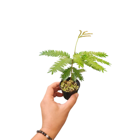 Everfresh tree