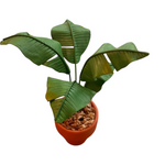 Banana Tree
