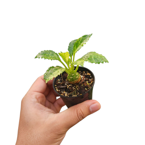 Dorstenia horwoodii variegata