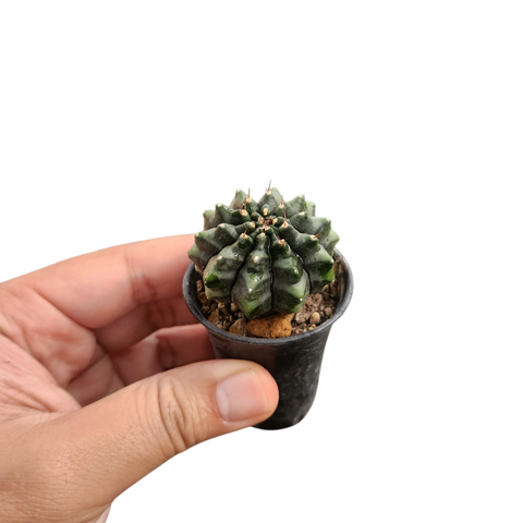 Gymno inermis