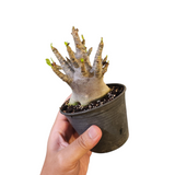 Adenium arabicum 'black'